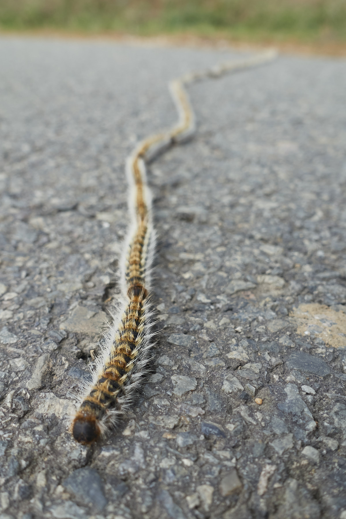 Bretagne 23 12 06 104