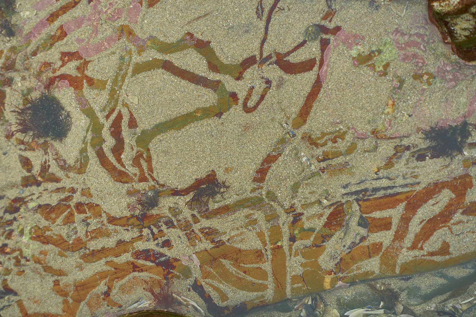 Bretagne 24 01 25 465